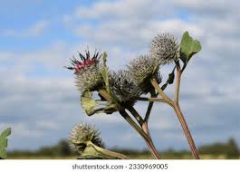 Attēlu rezultāti vaicājumam “Arctium tomentosum”
