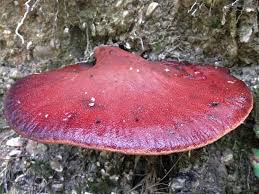 Attēlu rezultāti vaicājumam “Fistulina hepatica”