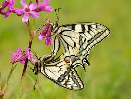 Attēlu rezultāti vaicājumam “Papilio machaon”