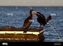 Attēlu rezultāti vaicājumam “Phalacrocorax carbo adult”