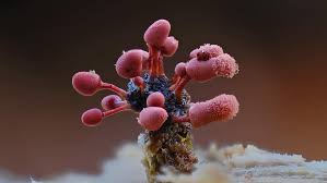 Attēlu rezultāti vaicājumam “Cribraria macrocarpa”