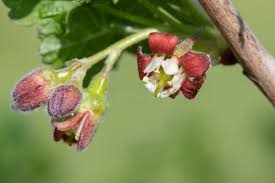 Attēlu rezultāti vaicājumam “Ribes uva-crispa flower”