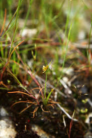 Attēlu rezultāti vaicājumam “Juncus capitatus”
