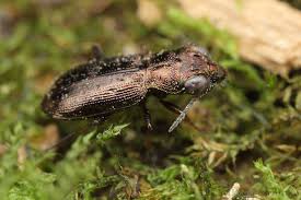 Attēlu rezultāti vaicājumam “Notiophilus biguttatus”