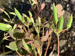 Attēlu rezultāti vaicājumam “Oxalis corniculata fruit”
