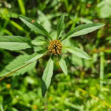 Attēlu rezultāti vaicājumam “Bidens frondosa flower”