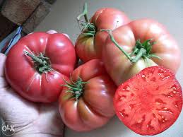 Afbeeldingsresultaat voor crnkovic yugoslavian tomato