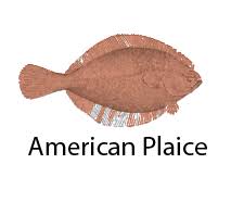 Image result for Hippoglossoides platessoides