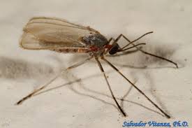 Attēlu rezultāti vaicājumam “Cecidomyiidae”