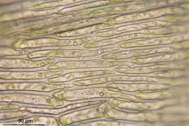 Attēlu rezultāti vaicājumam “Pleurozium schreberi”