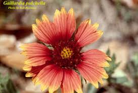 Image result for Gaillardia pulchella