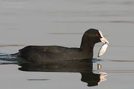 Attēlu rezultāti vaicājumam “Fulica atra adult”