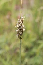 Attēlu rezultāti vaicājumam “Carex disticha”