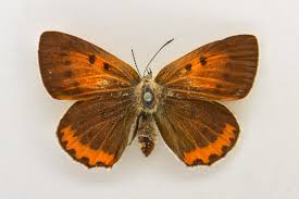 Attēlu rezultāti vaicājumam “Lycaena dispar male”