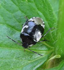 Attēlu rezultāti vaicājumam “Tritomegas bicolor”