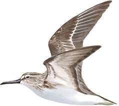 Attēlu rezultāti vaicājumam “Calidris falcinellus adult”