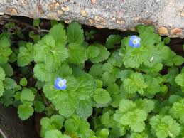 Attēlu rezultāti vaicājumam “Veronica persica flower”