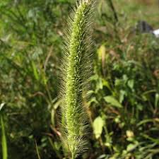 Attēlu rezultāti vaicājumam “Setaria viridis fruit”