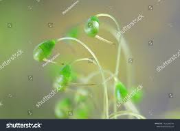 Attēlu rezultāti vaicājumam “Funaria hygrometrica sporophyte”