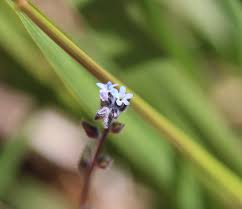 Attēlu rezultāti vaicājumam “Myosotis stricta”