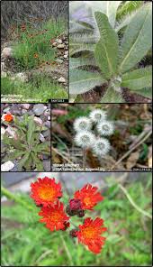 Image result for Hieracium aurantiacum