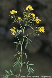 Attēlu rezultāti vaicājumam “Rorippa sylvestris”