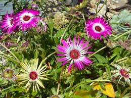 Image result for Mesembryanthemum criniflorum