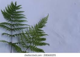 Attēlu rezultāti vaicājumam “Pteropsida”