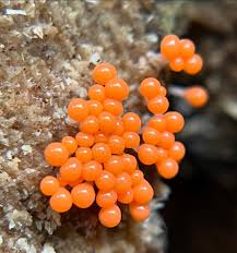 Attēlu rezultāti vaicājumam “myxomicetes”