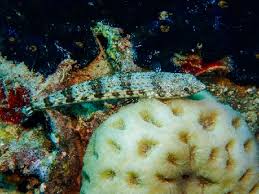 Attēlu rezultāti vaicājumam “Retinia resinella exuvia”