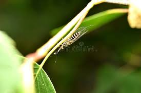 Attēlu rezultāti vaicājumam “Raphidioptera”