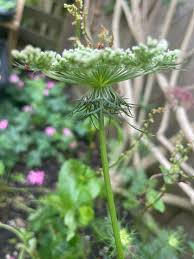 Attēlu rezultāti vaicājumam “Daucus carota subsp. carota leaf”