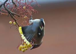 Attēlu rezultāti vaicājumam “Bombycilla garrulus adult”