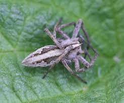 Attēlu rezultāti vaicājumam “Pisaura mirabilis cocoon”