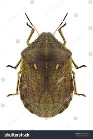 Attēlu rezultāti vaicājumam “Eurygaster testudinaria”