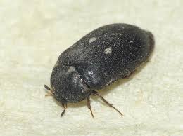 Attēlu rezultāti vaicājumam “Attagenus pellio”