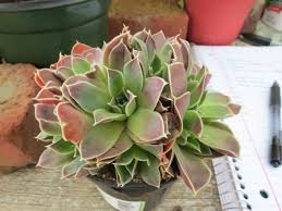 Attēlu rezultāti vaicājumam “Jovibarba globifera bud”