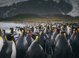 Image result for penguin