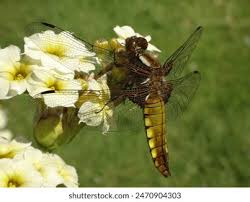 Attēlu rezultāti vaicājumam “Libellula depressa female”