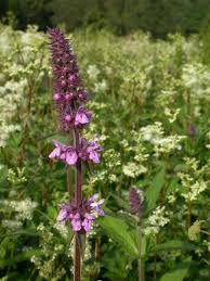 Attēlu rezultāti vaicājumam “Stachys palustris”