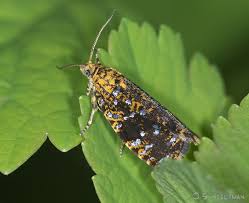 Attēlu rezultāti vaicājumam “Celypha siderana”