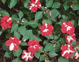 Attēlu rezultāti vaicājumam “Parnassiaceae”