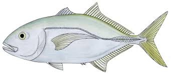 Image result for Caranx bartholomaei