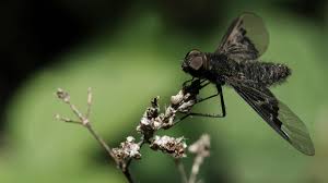 Attēlu rezultāti vaicājumam “Hemipenthes morio”