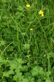 Attēlu rezultāti vaicājumam “Ranunculus acris”