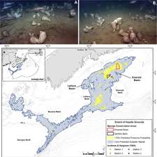 Image result for Vazella pourtalesii