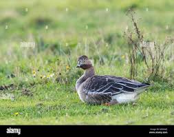 Attēlu rezultāti vaicājumam “Anser serrirostris adult”