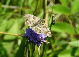 Attēlu rezultāti vaicājumam “Carcharodus floccifera underside”