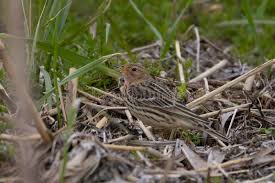 Image result for Anthus cervinus