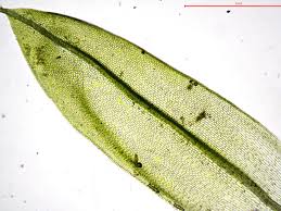 Attēlu rezultāti vaicājumam “Acaulon muticum”